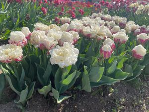 砺波チューリップフェア🌷🌷🌷でチューリップに癒されて、環水公園で世界でいち...