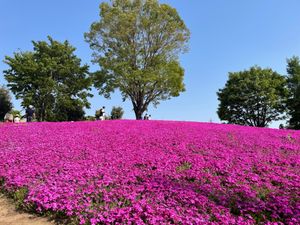 砺波チューリップフェア🌷🌷🌷でチューリップに癒されて、環水公園で世界でいち...