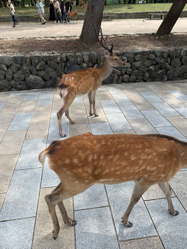 日本・奈良市「古都奈良平城京」の写真