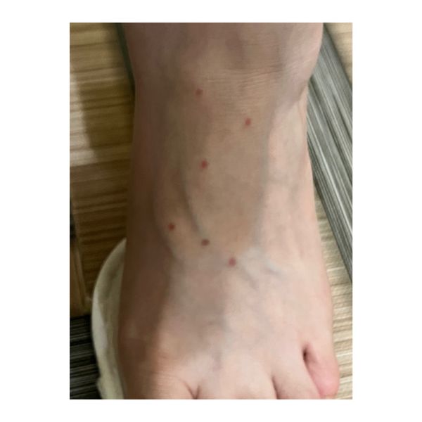 ネパール・カトマンズ「野生のベンガルタイガー🐅に会いたい！！」の写真：詳細は最後のページ