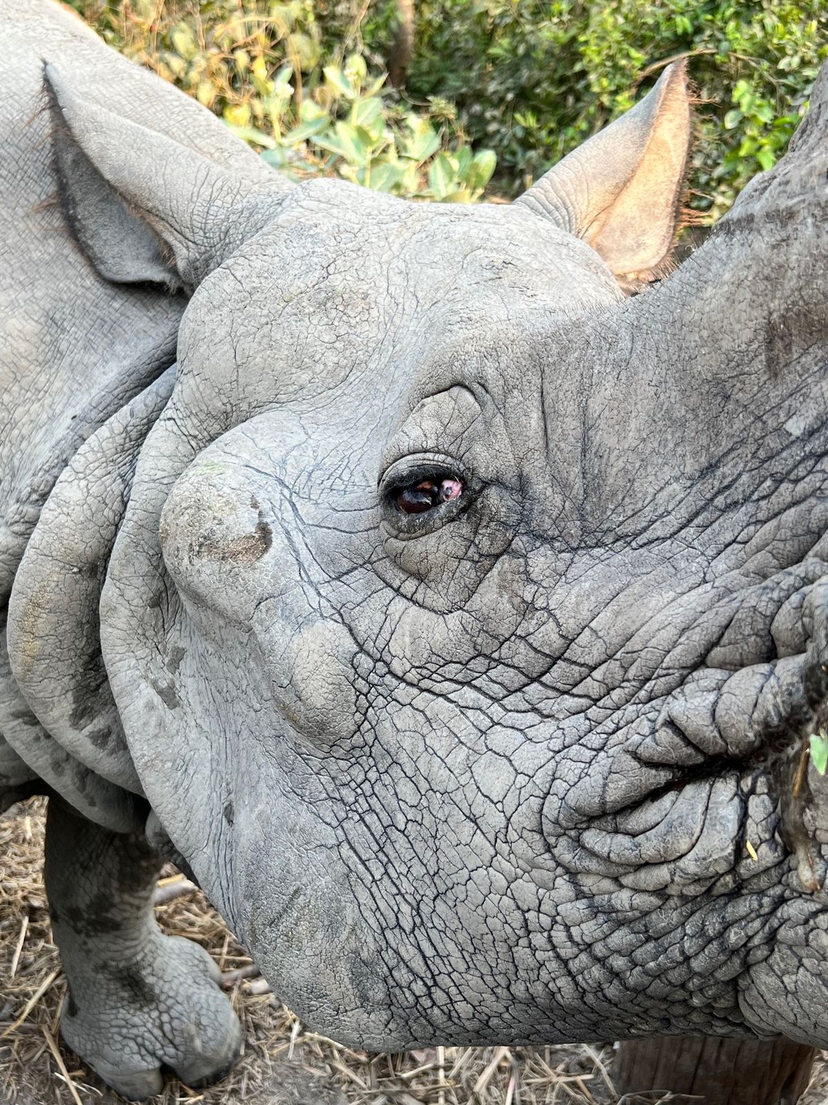 呼んでも🦏がなかなかやってこないので
お米を中に詰めたオヤツで誘き寄せ

...