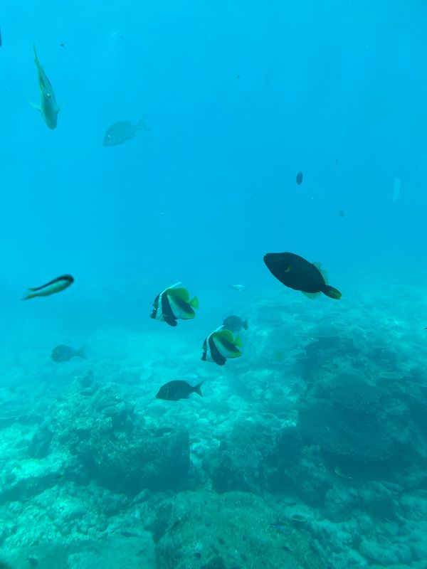 日本・沖縄県「 沖縄旅行」の写真