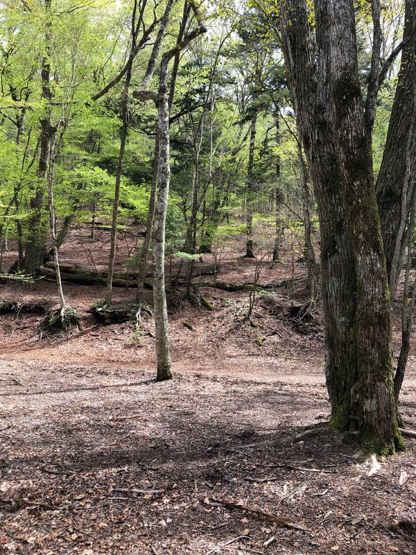 日本・山梨県「富士の樹海　養老天命反転地」の写真：樹海は豊かな自然の美しい森です。ある意味...