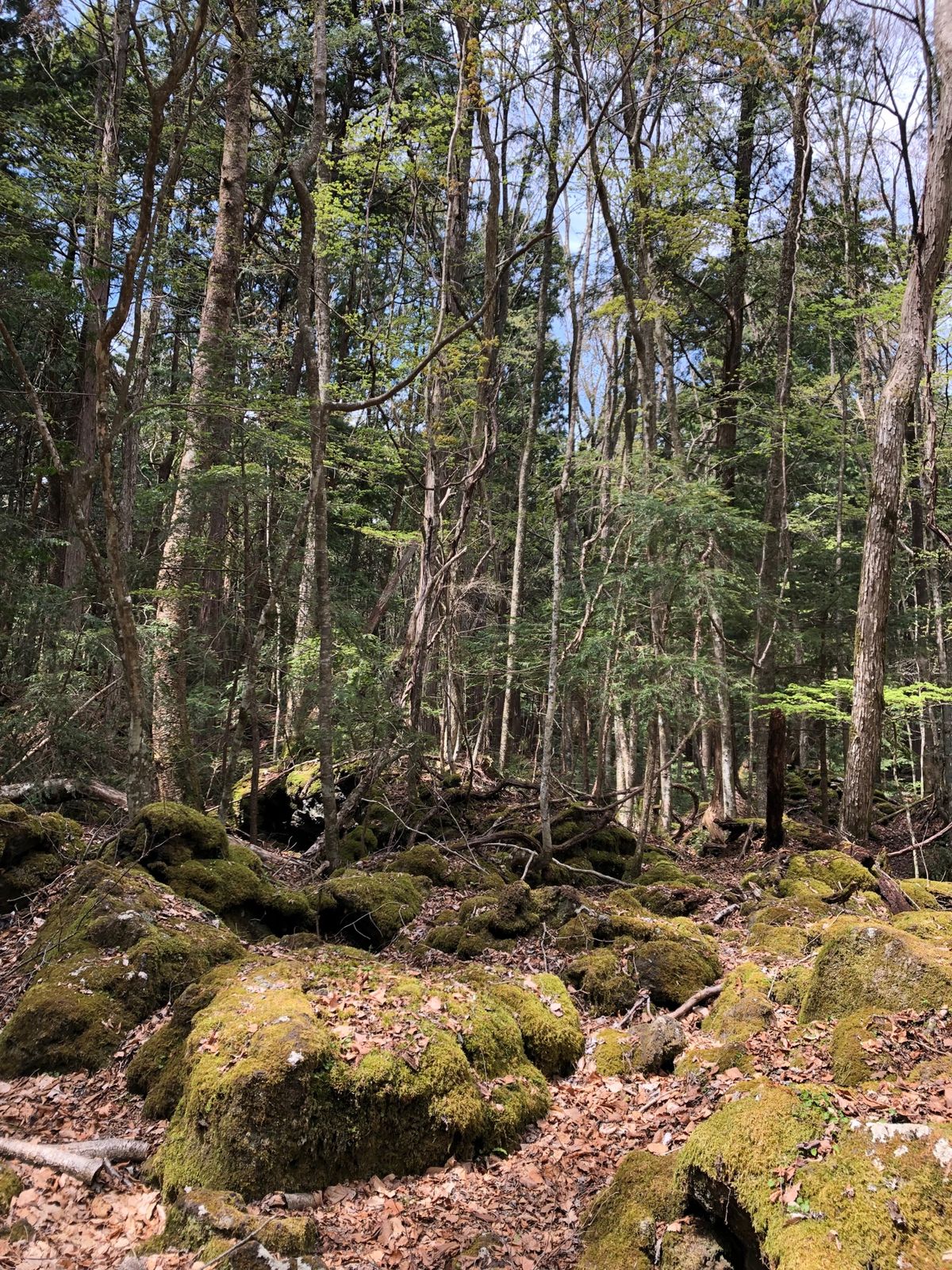 樹海は豊かな自然の美しい森です。ある意味、ここで眠りたくなるくらい素敵な場所。
