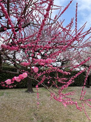 ナナちゃん人形
ひつまぶし
梅
柳橋中央市場