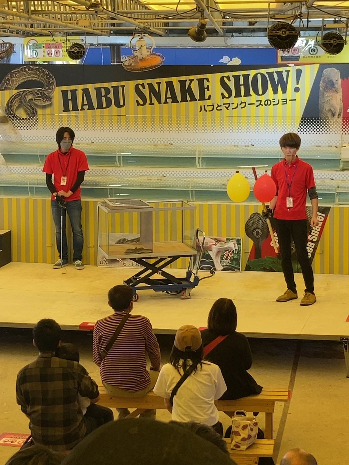 玉泉洞見学して、沖縄そばを食べる🍜
ハブとマングースのショー🐍
天気が良く...