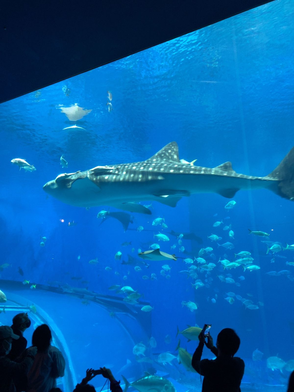 沖縄旅行2日目、美ら海水族館からスタートです🐟
大型水槽前の有料席で休憩。...