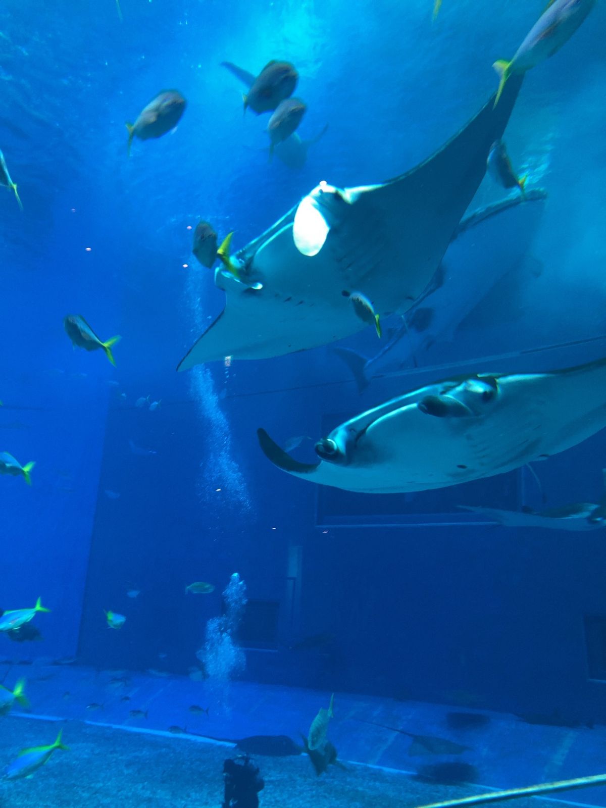 沖縄旅行2日目、美ら海水族館からスタートです🐟
大型水槽前の有料席で休憩。...