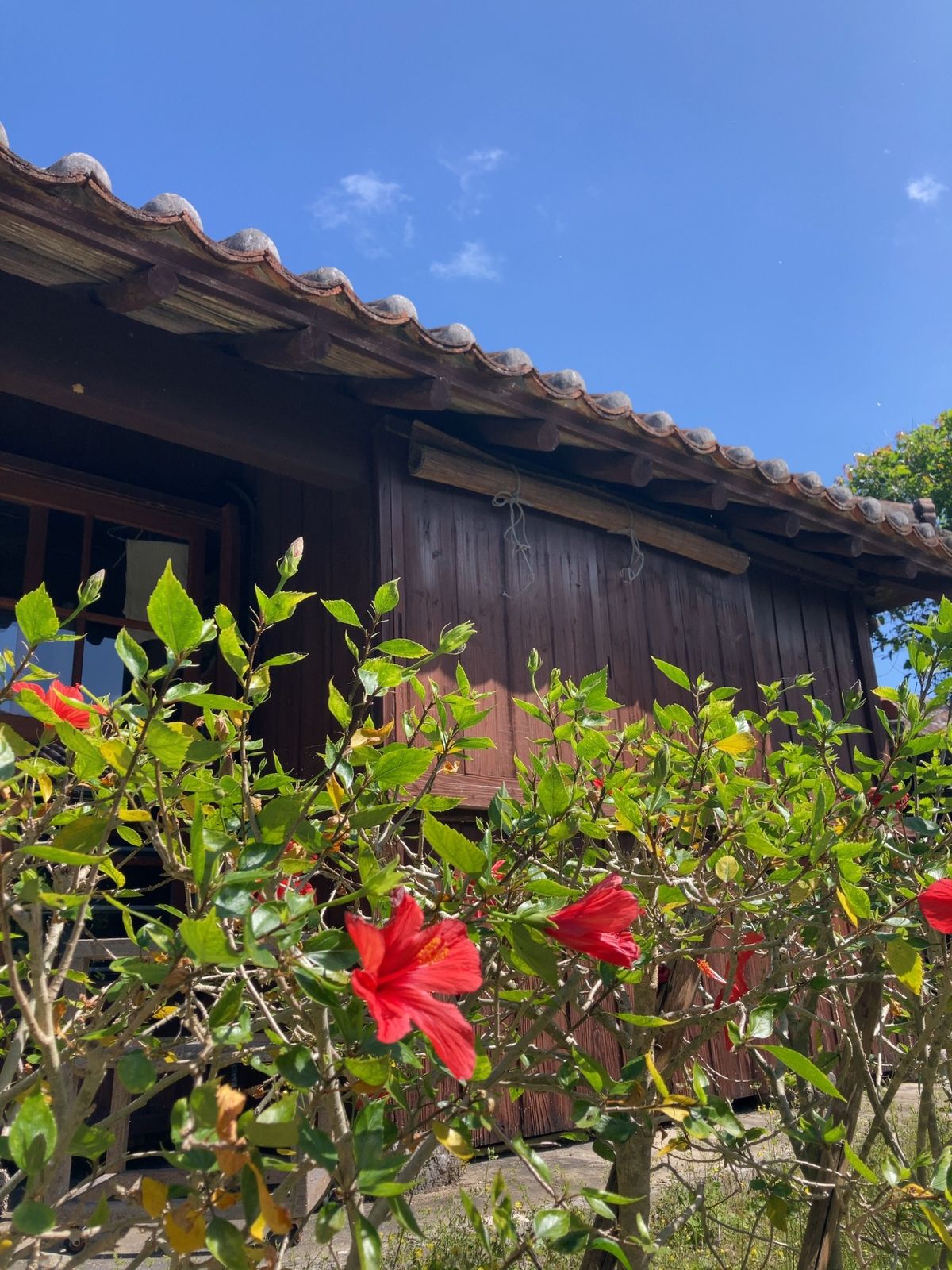 玉泉洞見学して、沖縄そばを食べる🍜
ハブとマングースのショー🐍
天気が良く...