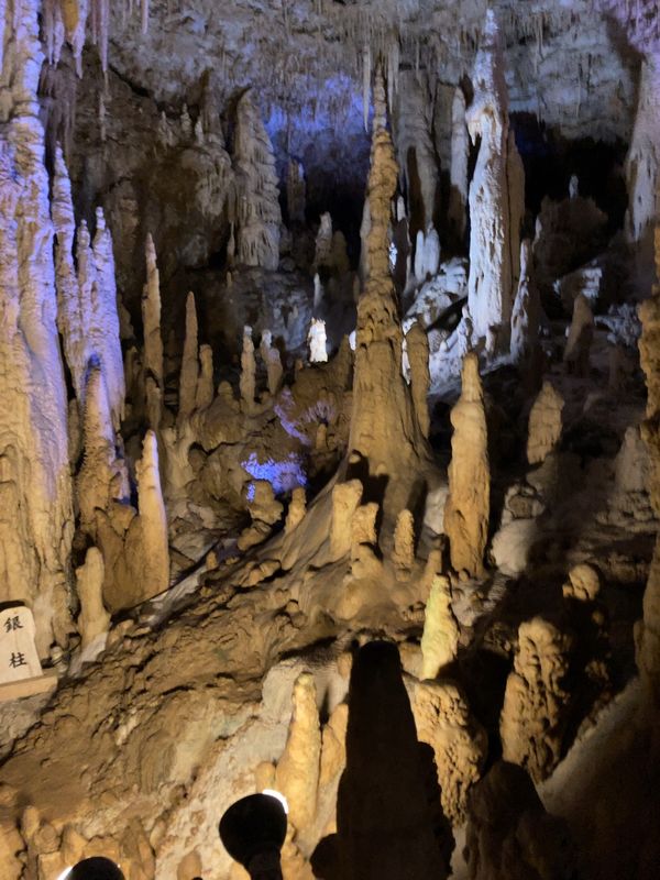 日本・沖縄「2023沖縄」の写真：玉泉洞見学して、沖縄そばを食べる🍜
ハブ...