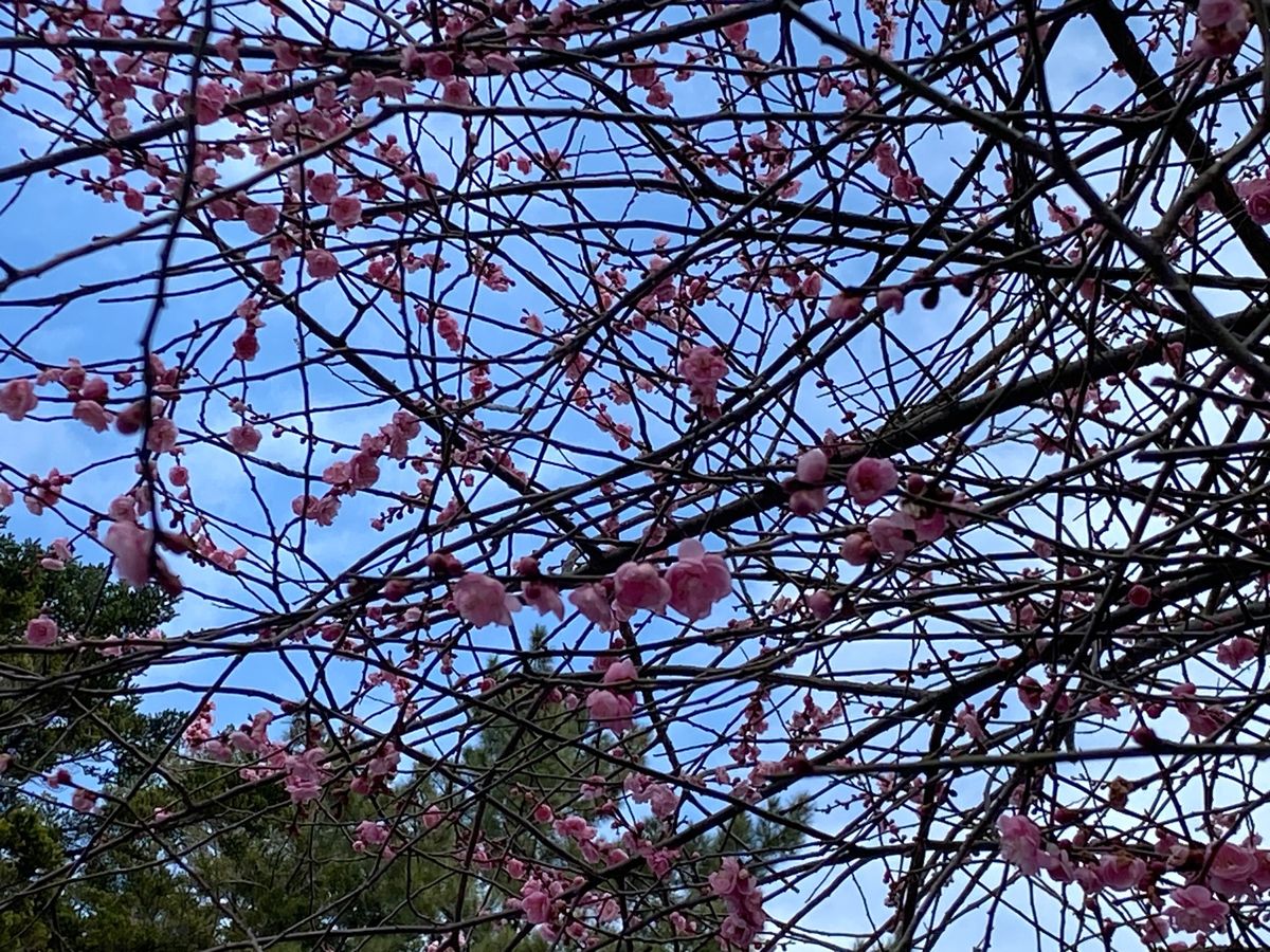 目的がのどぐろとは言え、せっかくなので観光も。
尾山神社のステンドグラス。...