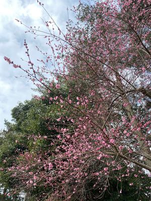 目的がのどぐろとは言え、せっかくなので観光も。
尾山神社のステンドグラス。...