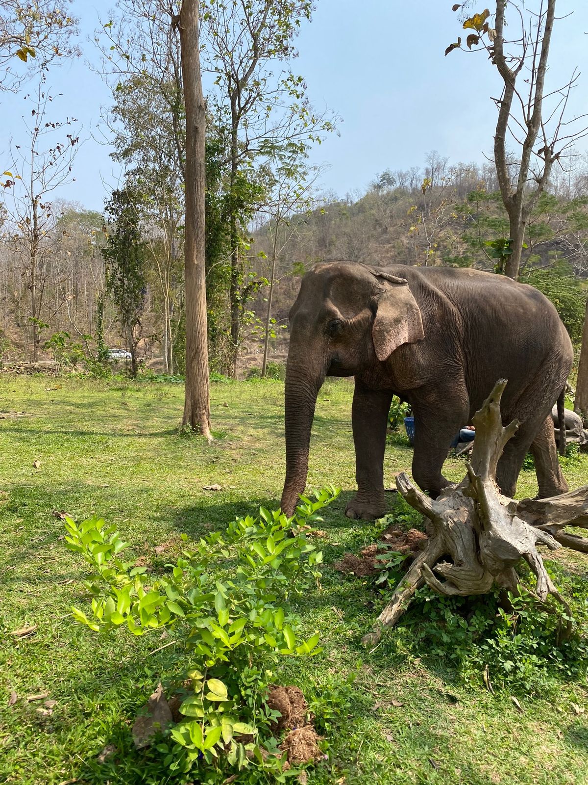 象に乗りました🐘
直乗りでどうバランスをとったらいいのかわからず、何度も頭...