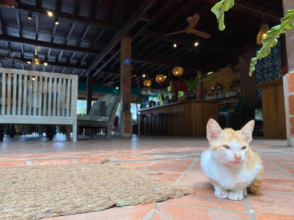 ラオス人民民主共和国・ルアンパバーン「ラオス🇱🇦」の写真：友達が連れて行ってくれたOck Pop ...