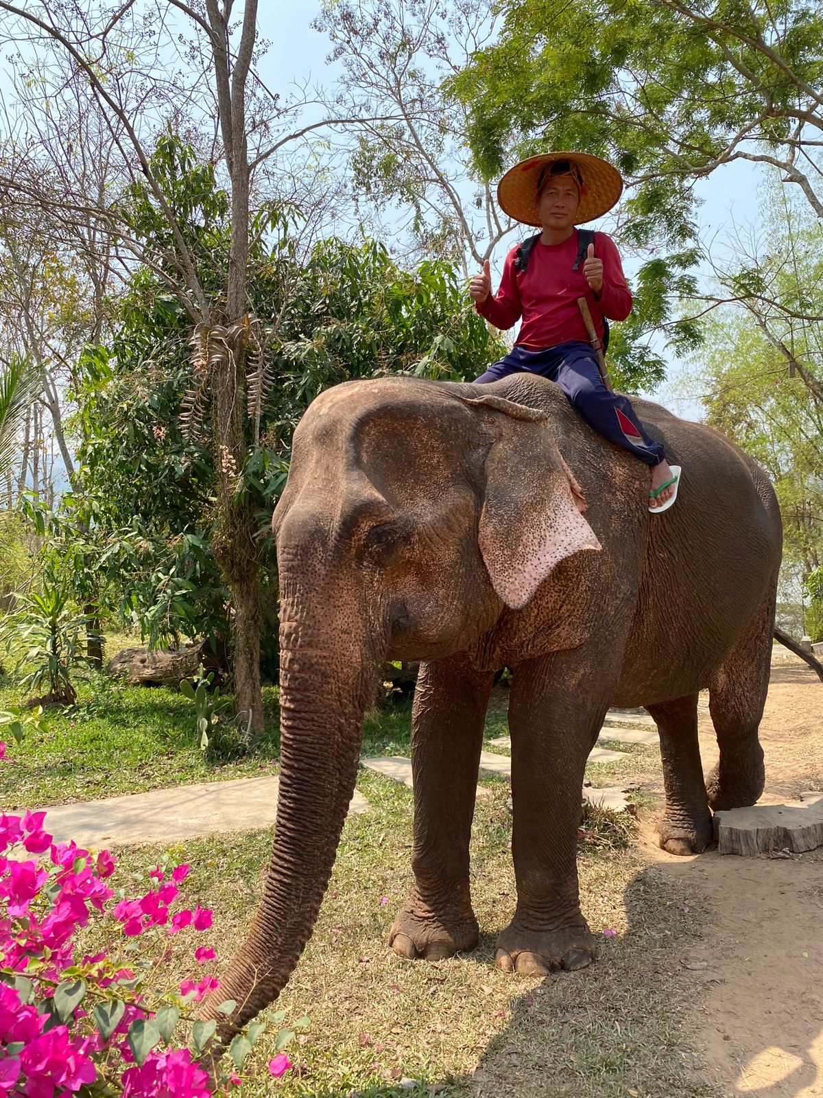 象に乗りました🐘
直乗りでどうバランスをとったらいいのかわからず、何度も頭...