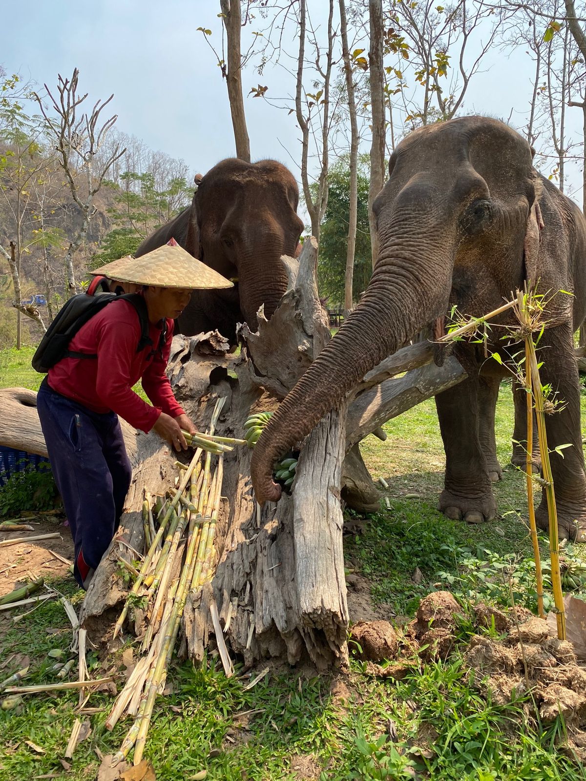 象に乗りました🐘
直乗りでどうバランスをとったらいいのかわからず、何度も頭...