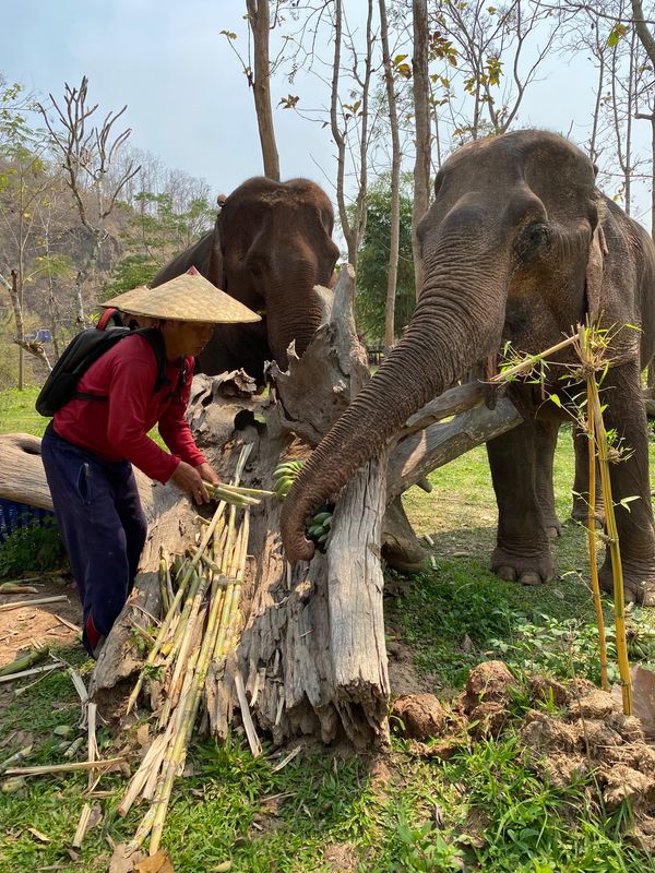 ラオス人民民主共和国・ルアンパバーン「ラオス🇱🇦」の写真：象に乗りました🐘
直乗りでどうバランスを...