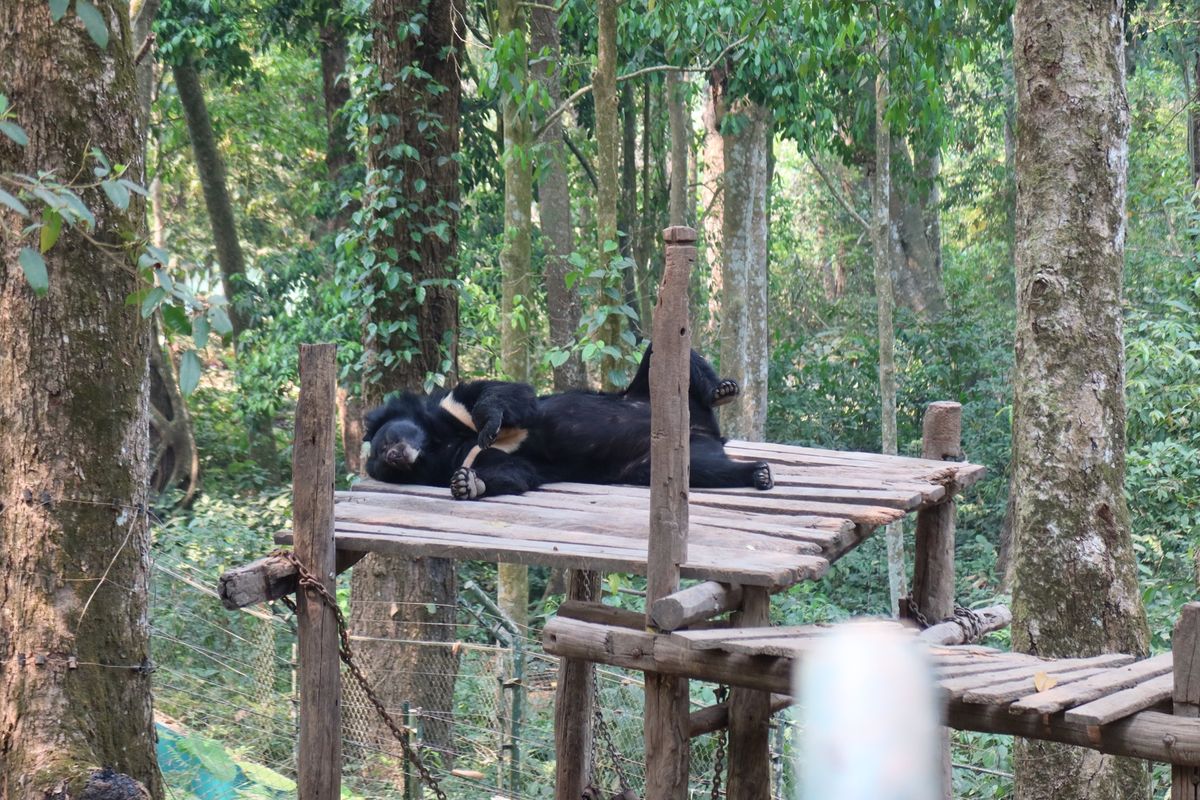クァンシーの滝。
現地で知り合った友達が連れて行ってくれた‼︎
そして滝の...