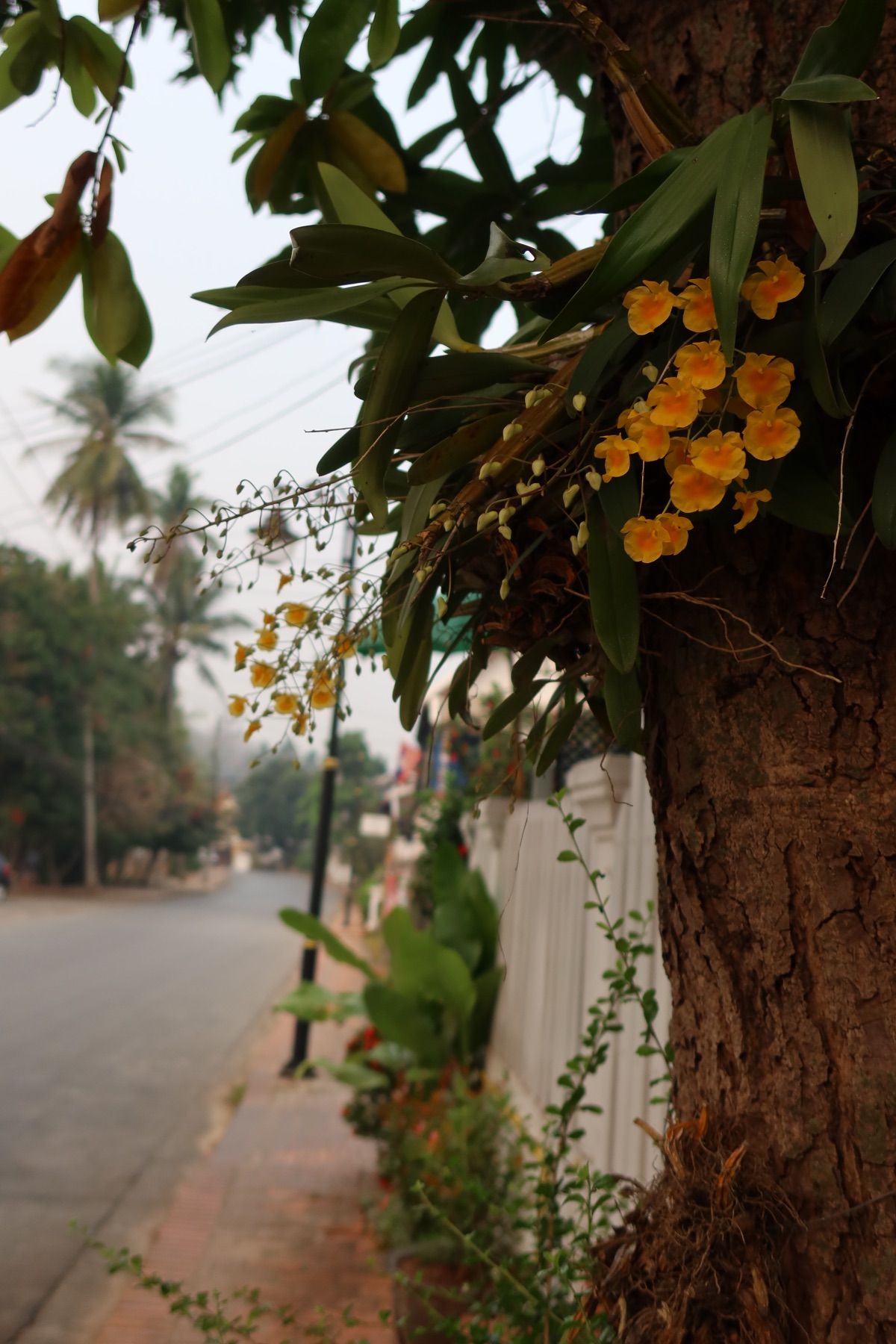 ルアンパバーンに着いてから予定を考えようと思っていたので出発前に日本から2...