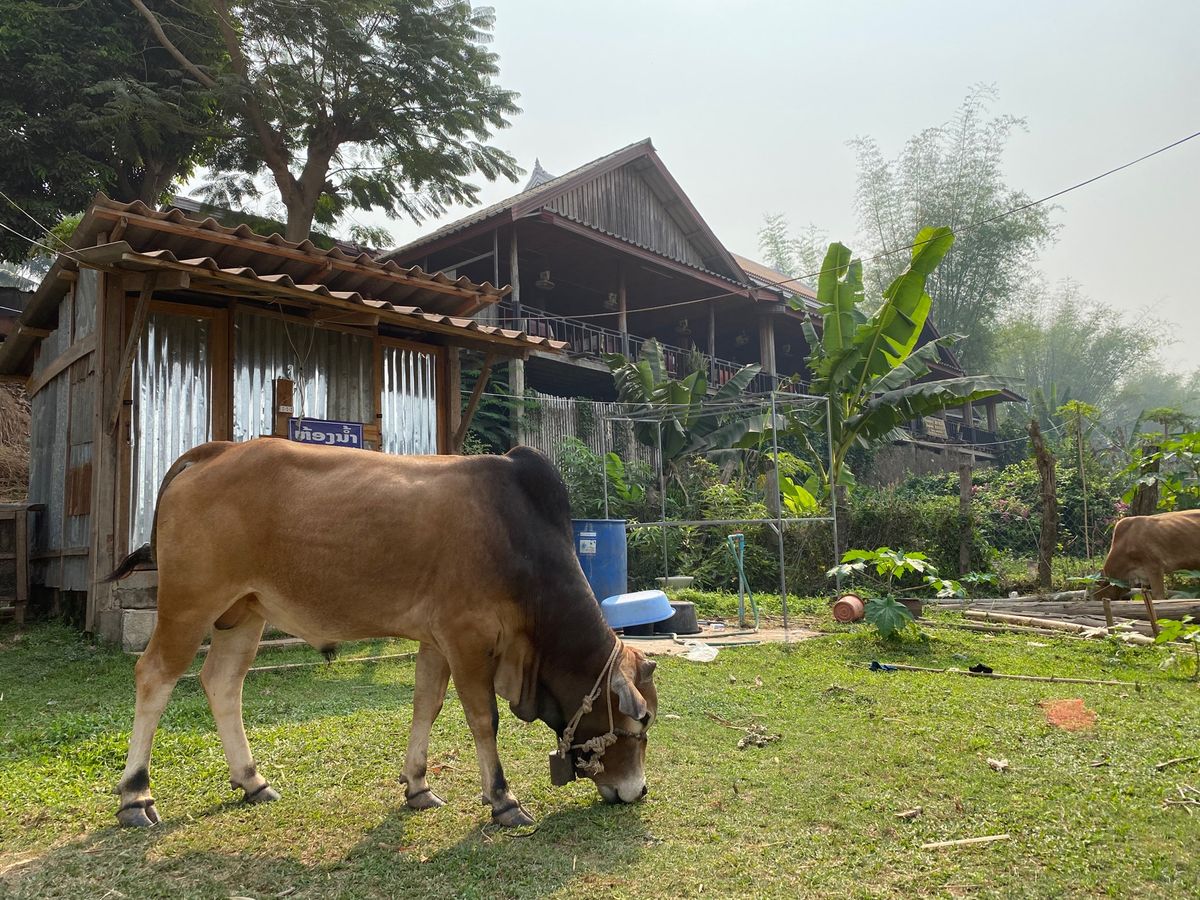 ホテルで手配してくれたトゥクトゥクでパクウー洞窟へ。洞窟はメコン川の向こう...