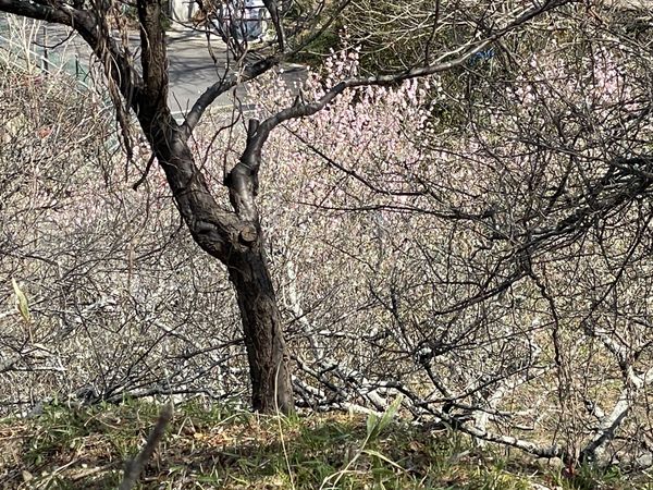 日本・三重県「三重梅2023」の写真：日永梅林