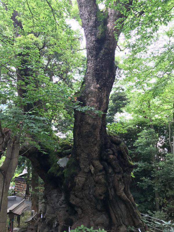 日本・静岡県「静岡県」の写真