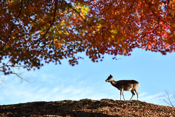 日本・奈良公園「紅葉の奈良」の写真