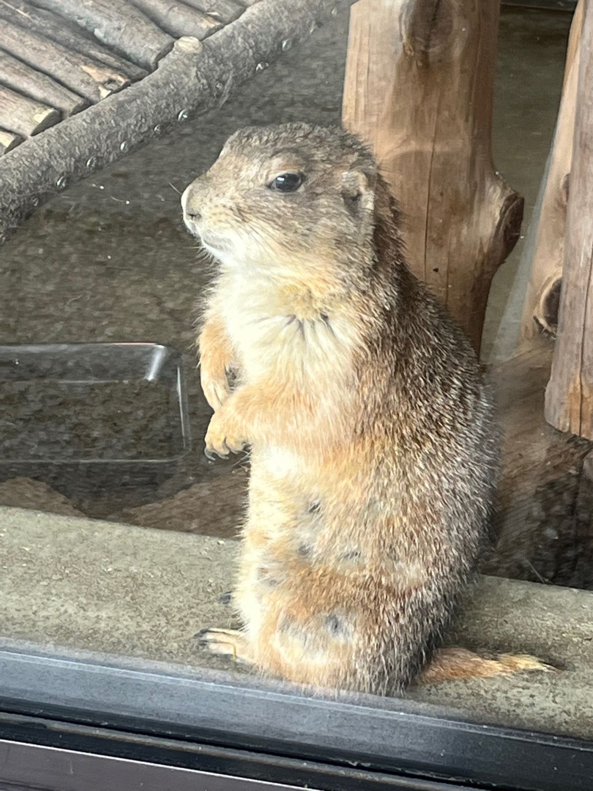 チョッパー像を求めて動物園に行ってきた！
さすが医者！
チョッパーと言った...