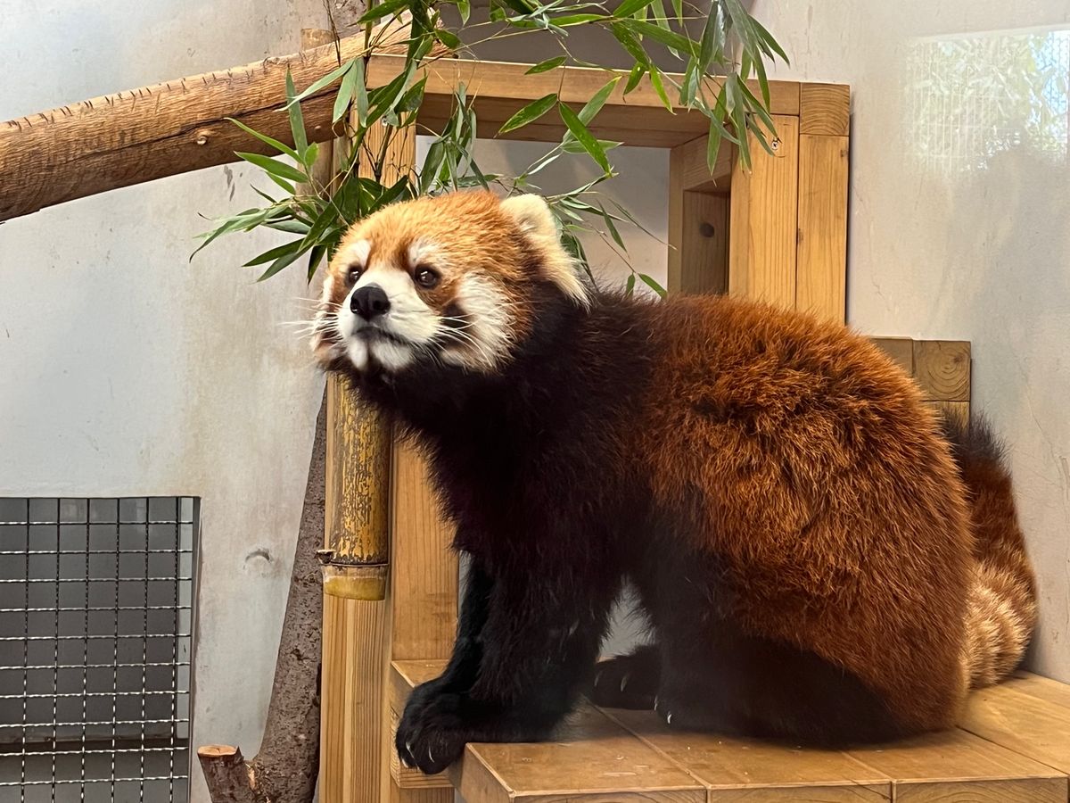 チョッパー像を求めて動物園に行ってきた！
さすが医者！
チョッパーと言った...