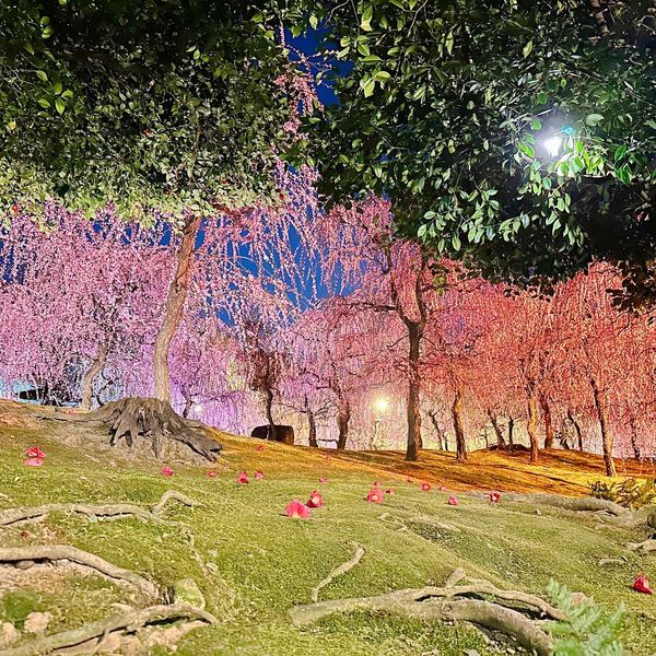 日本・京都府「弾丸京都」の写真：城南宮のしだれ梅と落ち椿。今年から東海ツ...