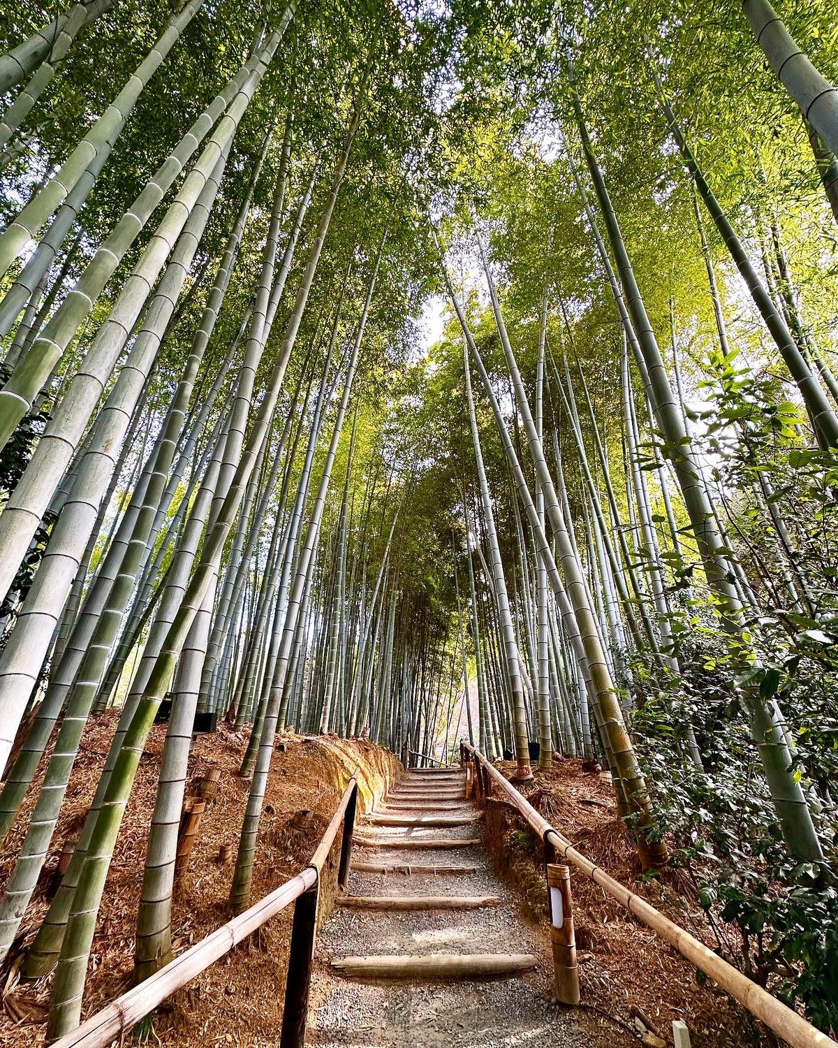 豊臣秀吉と北政所ねねの寺。枯山水も庭も竹林も美しかった
