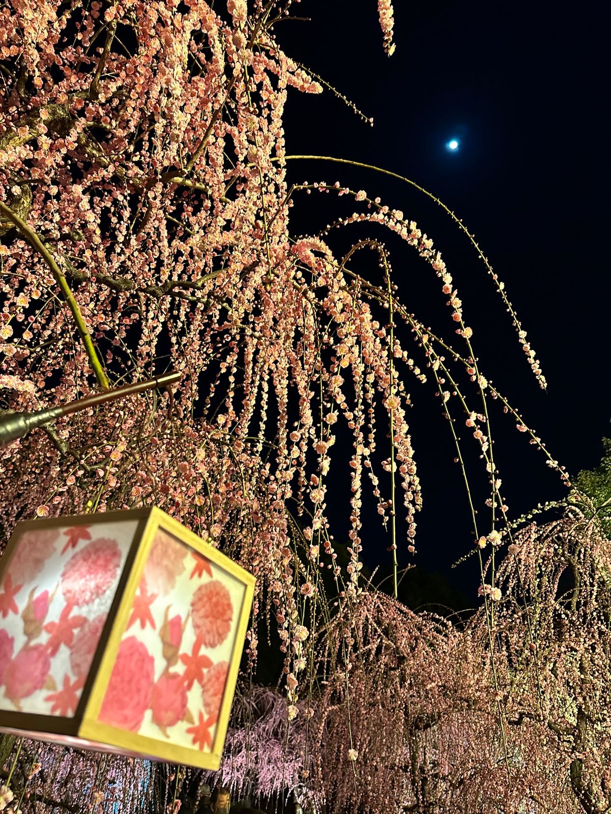 城南宮のしだれ梅と落ち椿。今年から東海ツアーが始めた限定ライトアップ。異世...