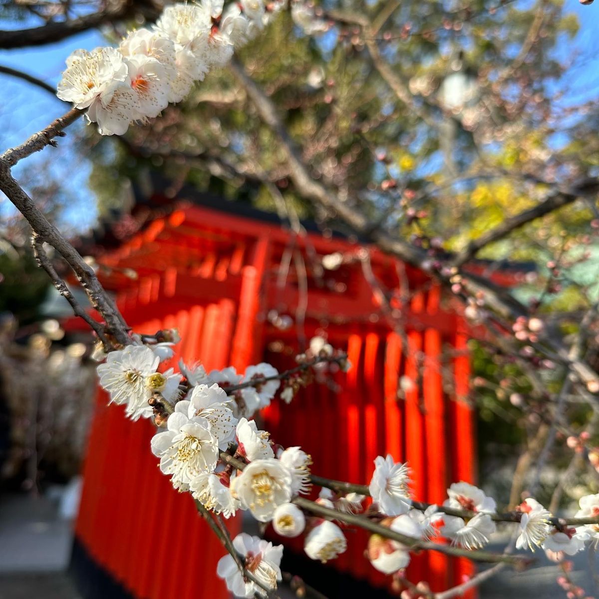 梅推しの北野天満宮