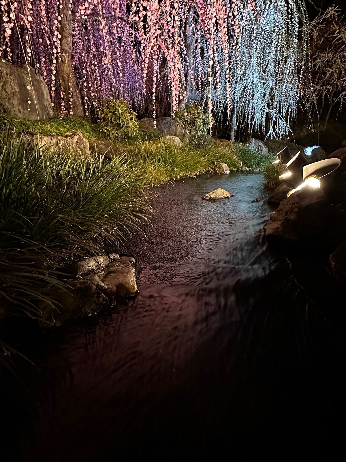 城南宮のしだれ梅と落ち椿。今年から東海ツアーが始めた限定ライトアップ。異世...