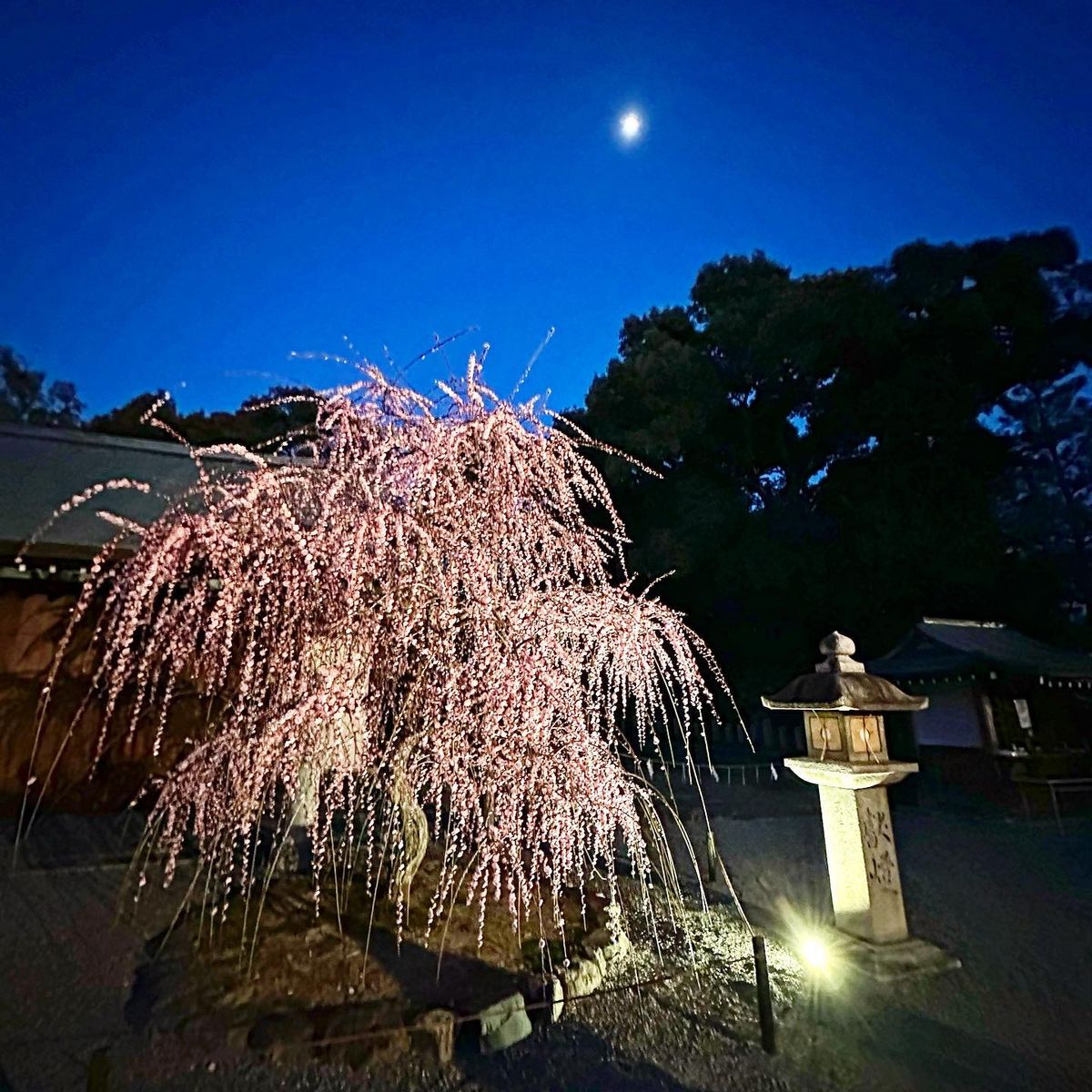 城南宮のしだれ梅と落ち椿。今年から東海ツアーが始めた限定ライトアップ。異世...