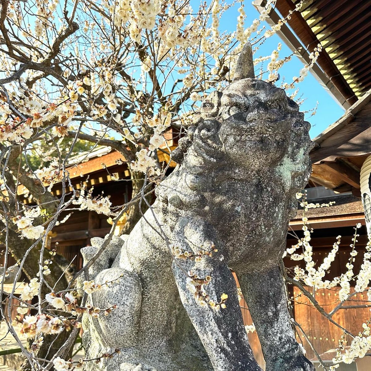 梅推しの北野天満宮