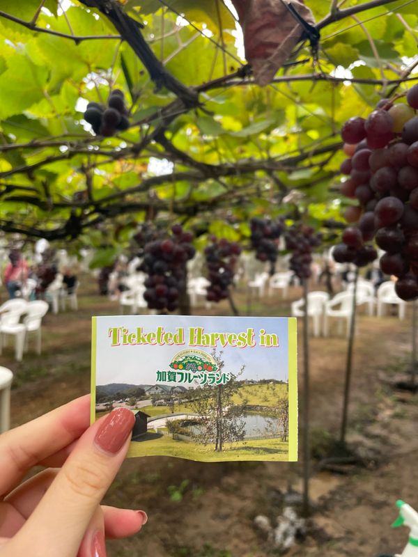 日本・福井県「福井・サイコロきっぷ」の写真