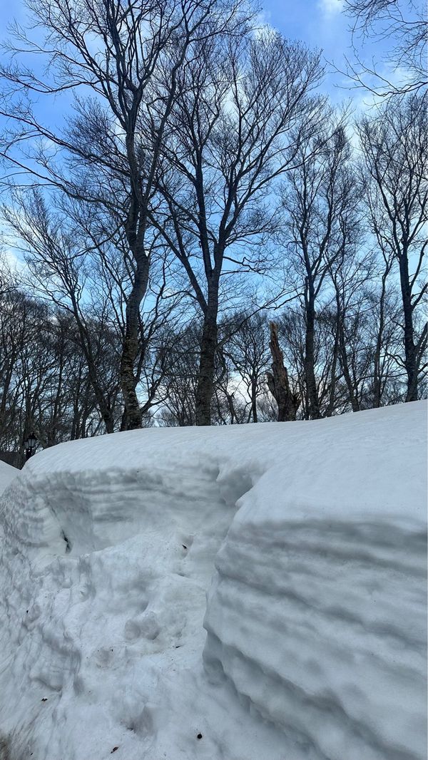日本・青森県「青森」の写真：今年初の雪景色！