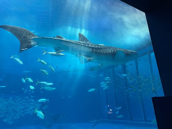 日本・沖縄県「沖縄」の写真