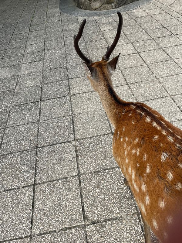 日本・山口県「広島 山口」の写真