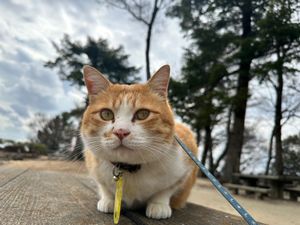 備中松山城
登るのが大変だった。