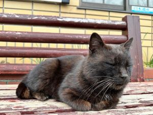 千光寺。
ロープウェイで下まで降りてラーメン屋さんへ向かうも行列の為、道路...