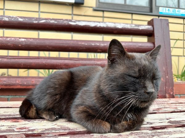 日本・岡山県「岡山・広島旅行」の写真：千光寺。
ロープウェイで下まで降りてラー...