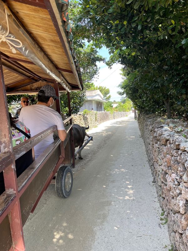 日本・竹富島「石垣島」の写真：竹富島 水牛車
