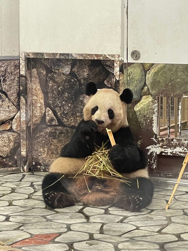 日本・アドベンチャーワールド「アドベンチャーワールド 熊野古道 世界遺産の旅」の写真：パンダLove💞