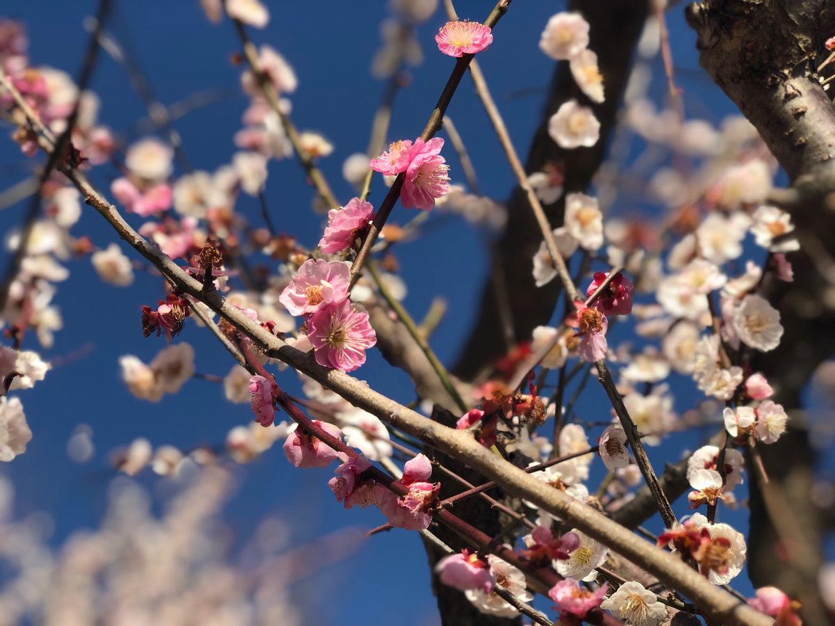 1日目🐾梅林と蕎麦 
               とれとれヴィレッジに泊...