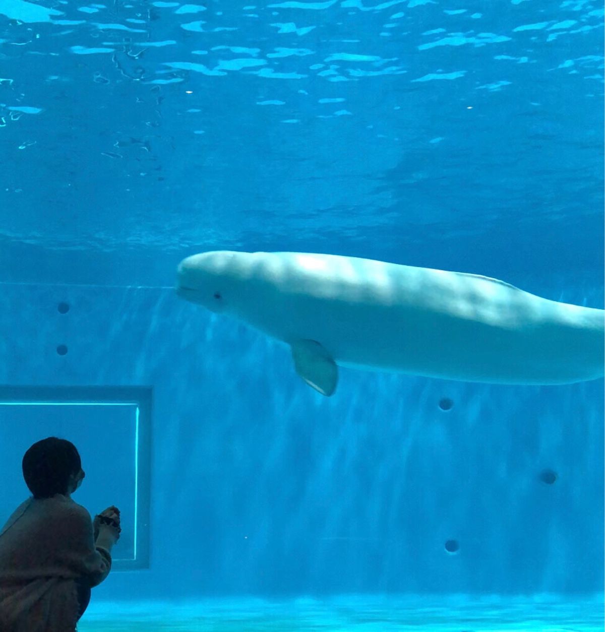 ベルーガが、可愛い🐬💕