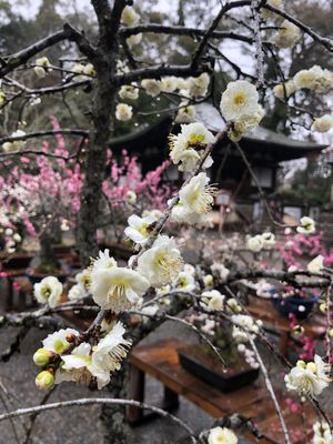 大津市 石山寺