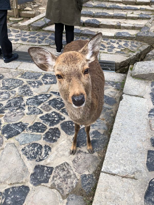 日本・滋賀県「東大寺 二月堂 修二会」の写真