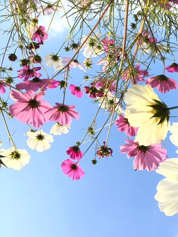日本・岡山県「新見散策」の写真：初コスモス畑🐝✨